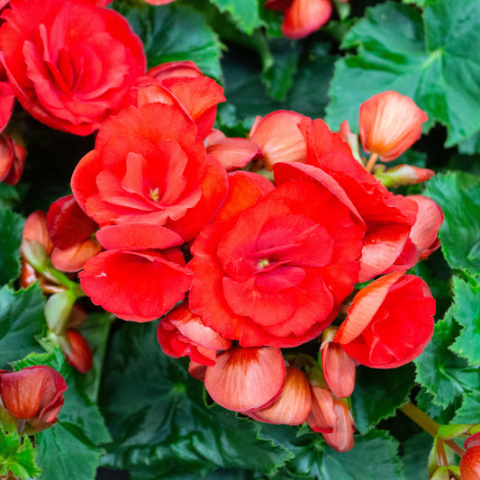 Bégonia à grandes fleurs rouges - Bakker
