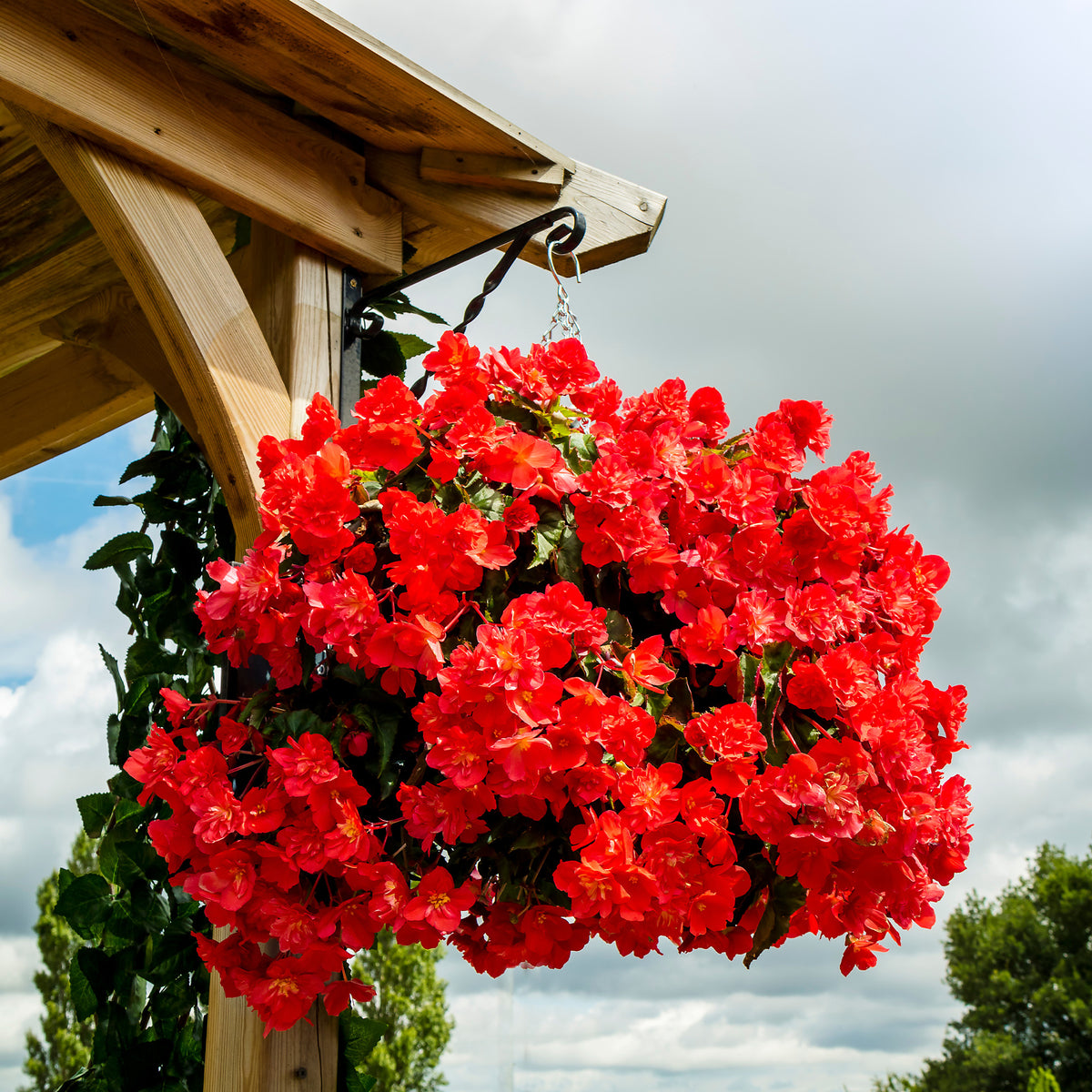 Bégonia pendula red - Bégonia retombant rouge - Fleurs pour terrasses et balcons