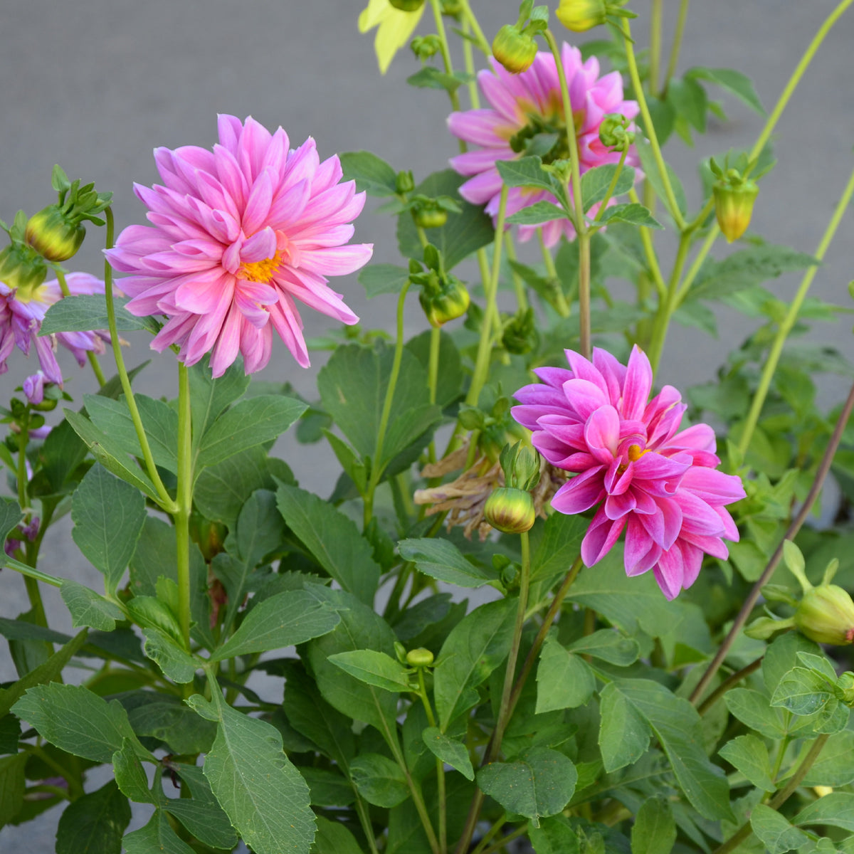 Dahlia rose - Bakker