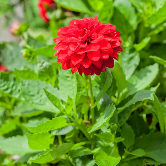 Dahlia rouge - Bakker