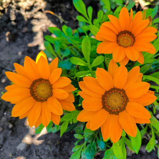 Gazania orange - Bakker