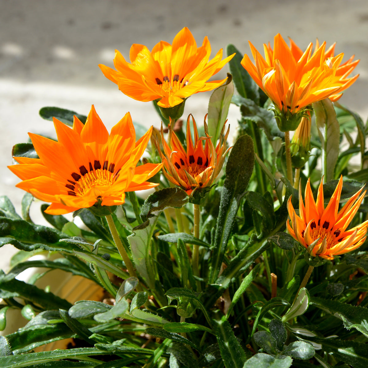 Gazania orange - Gazania orange - Fleurs pour terrasses et balcons