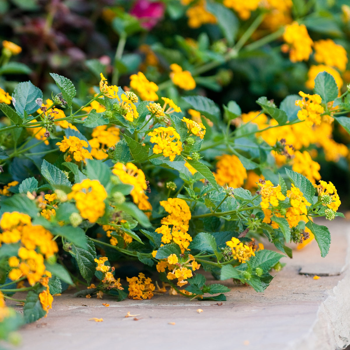 Lantana jaune - Bakker
