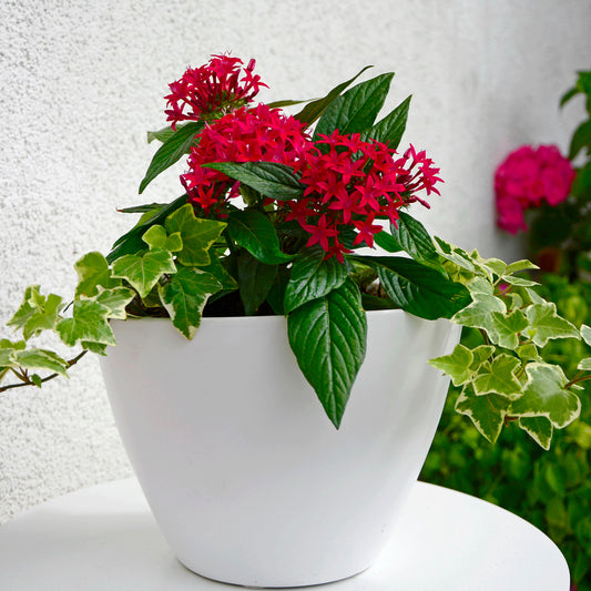 Pentas rouge - Bakker