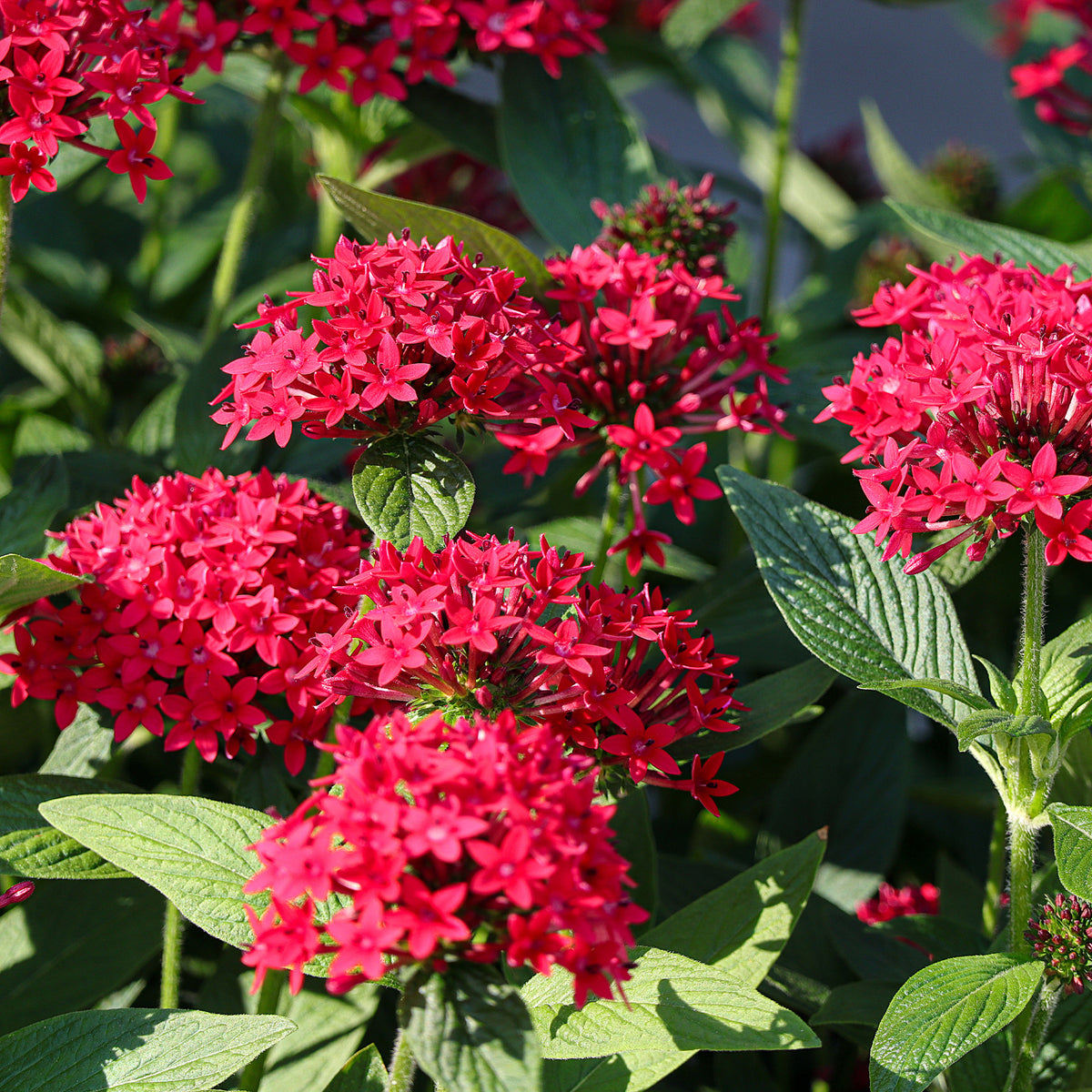 Pentas red - Pentas rouge - Fleurs pour terrasses et balcons