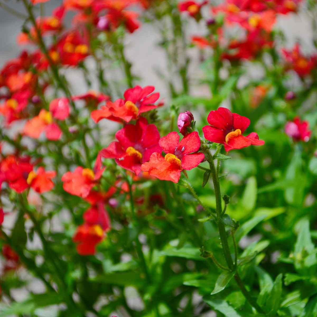 Nemesia red - Némésie rouge - Fleurs pour terrasses et balcons