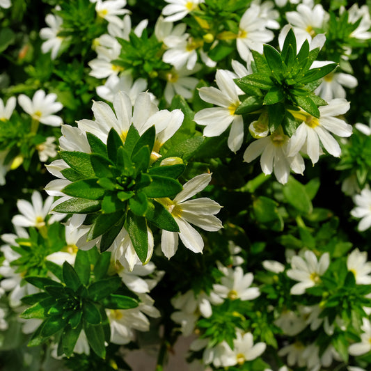 Scaevola blanc - Bakker