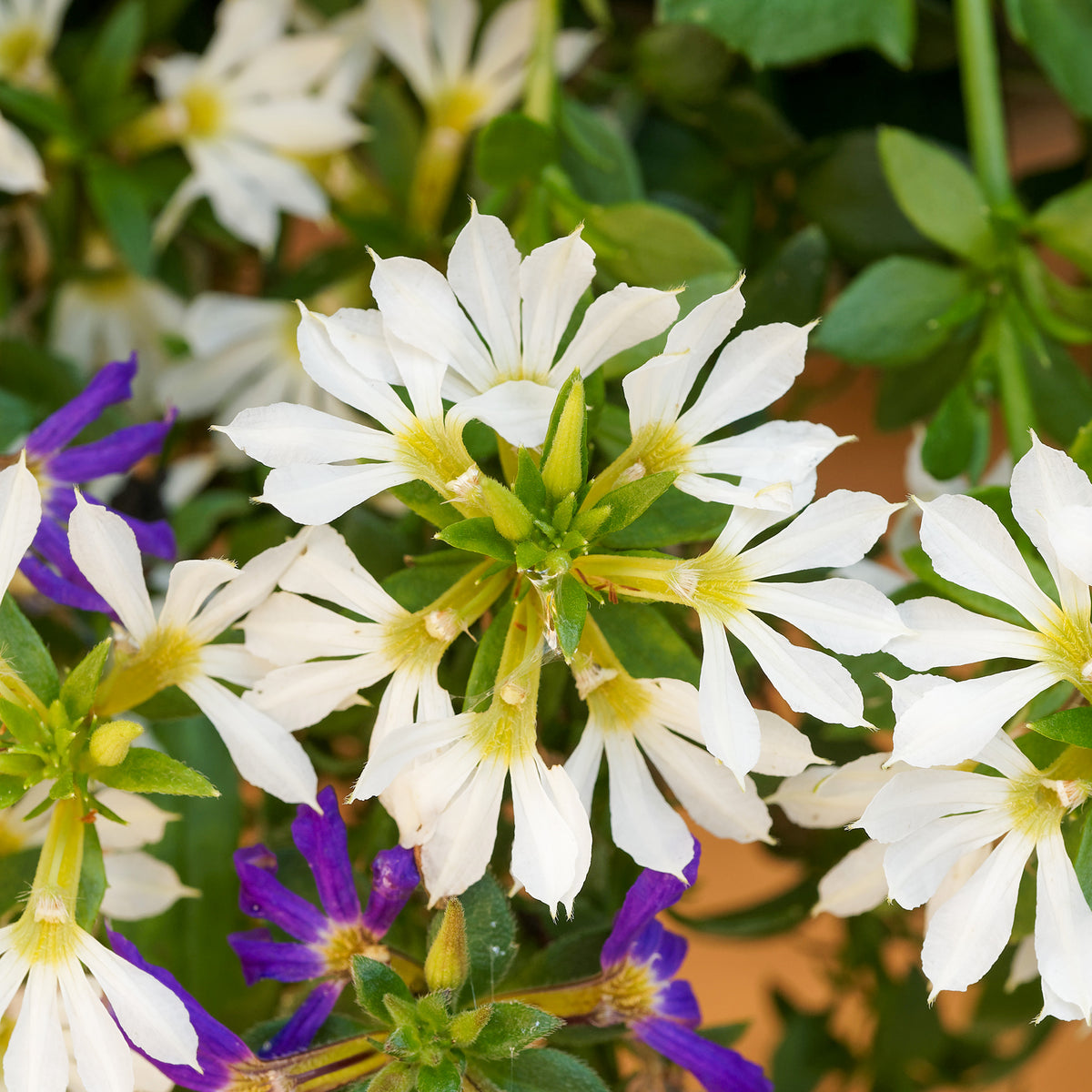 Scaevola blanc - Scaevola blanc - Fleurs pour terrasses et balcons