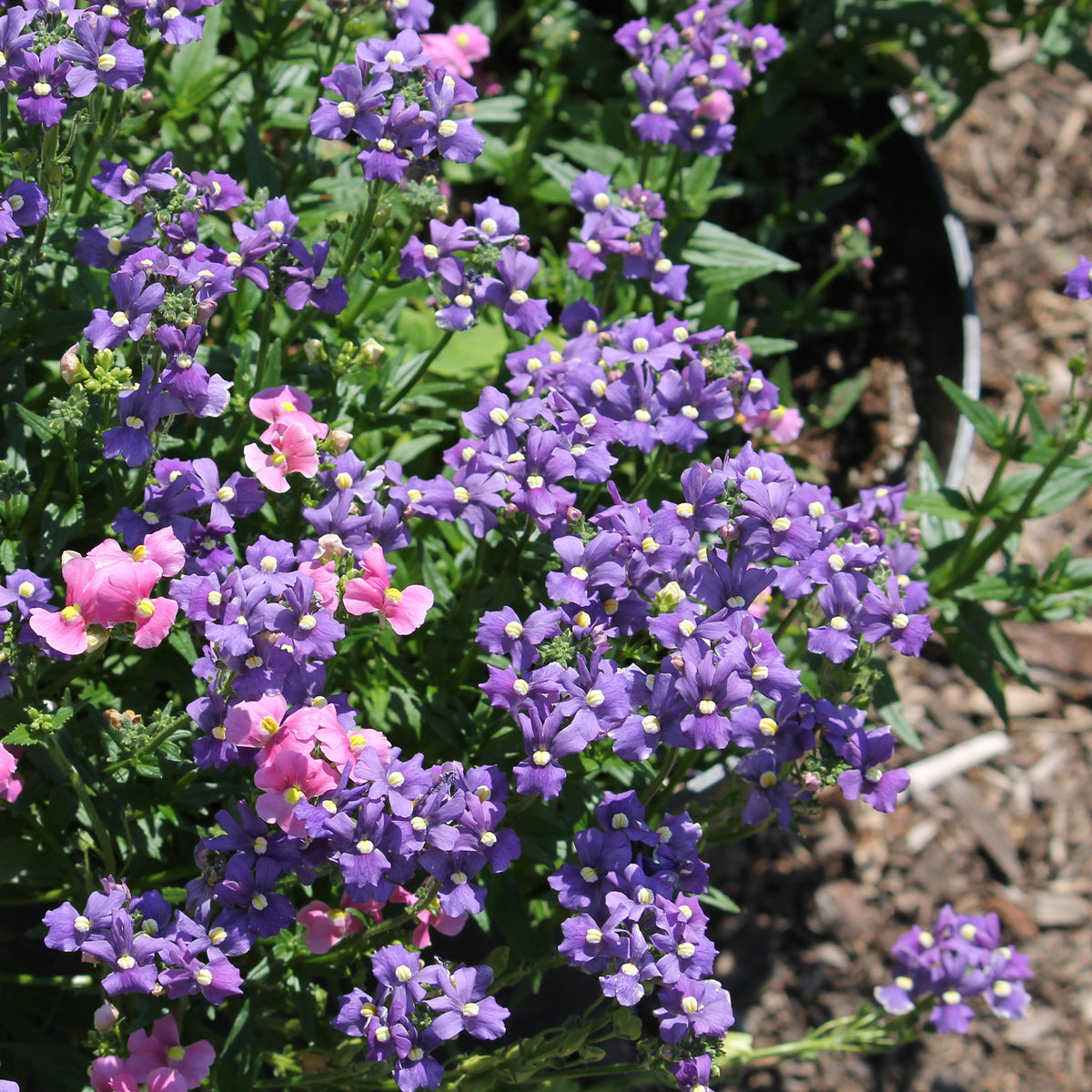 Nemesia blue - Némésie Bleue - Fleurs pour terrasses et balcons
