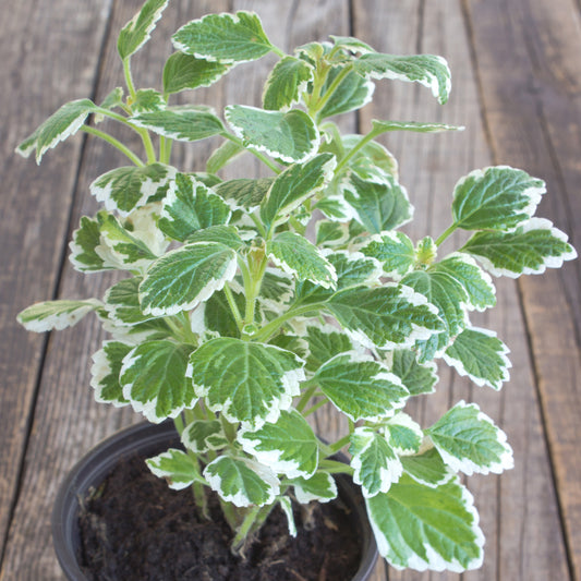 Plectranthus bicolore vert et blanc - Bakker