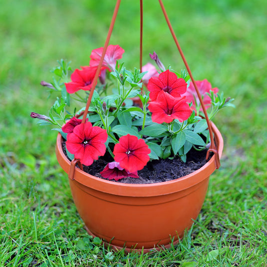 Surfinia rouge - Bakker