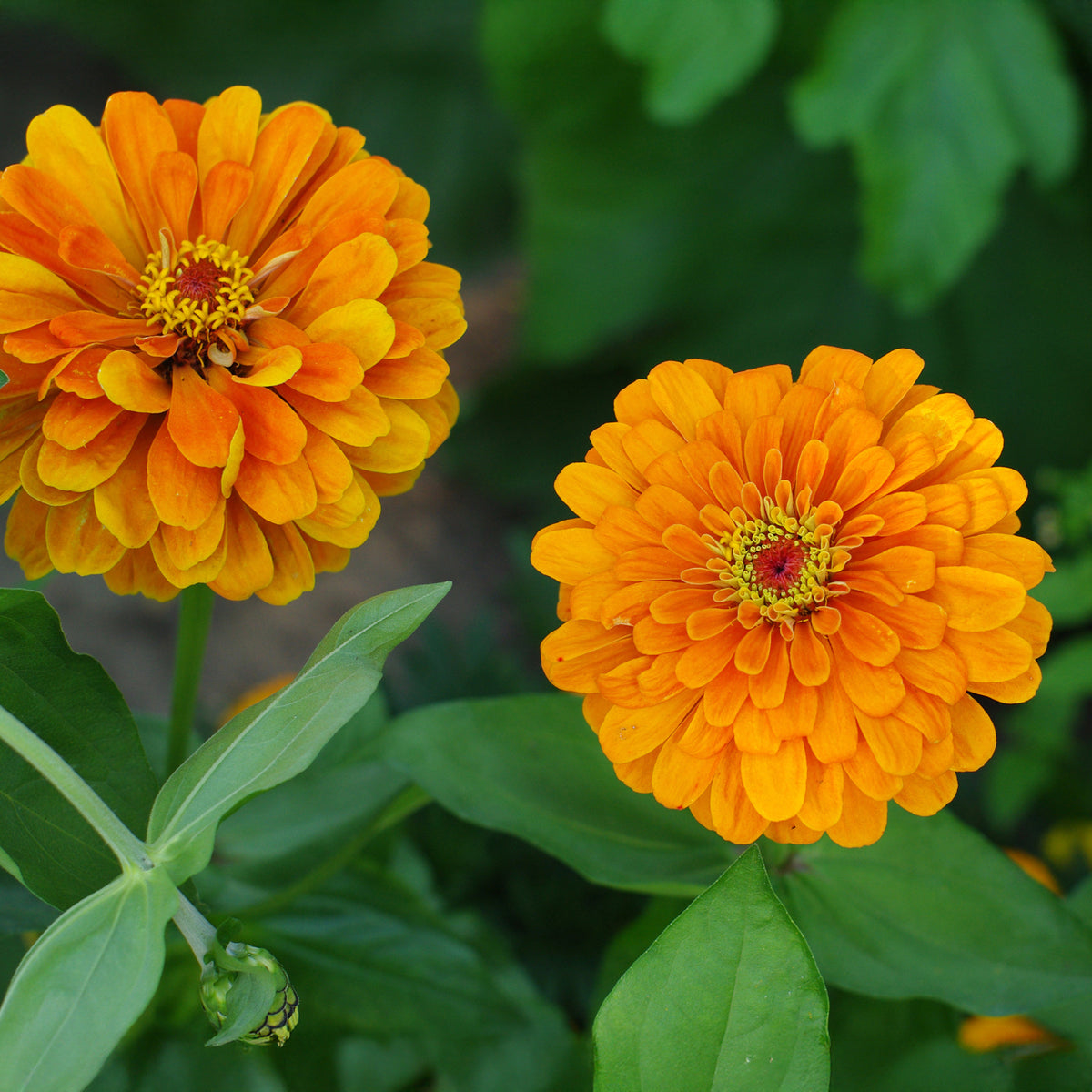 Zinnia orange - Zinnia orange - Fleurs pour terrasses et balcons