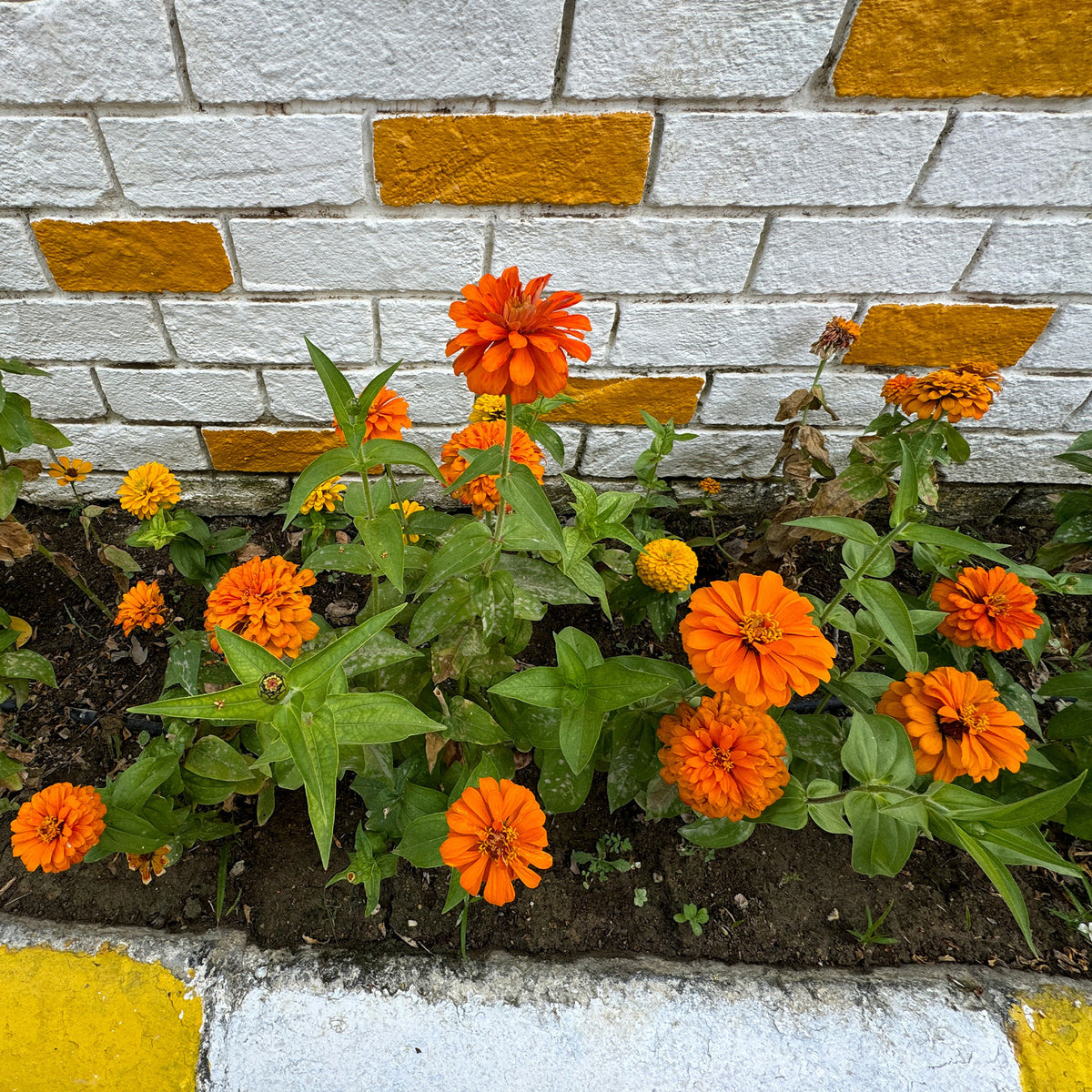 Zinnia orange - Zinnia orange - Bakker