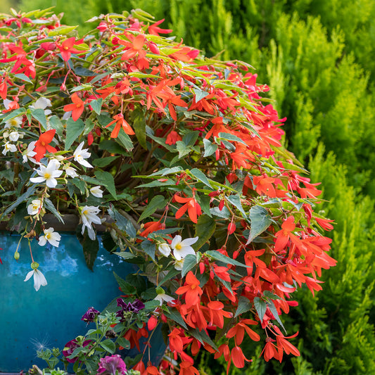 Bégonia retombant orange - Bakker