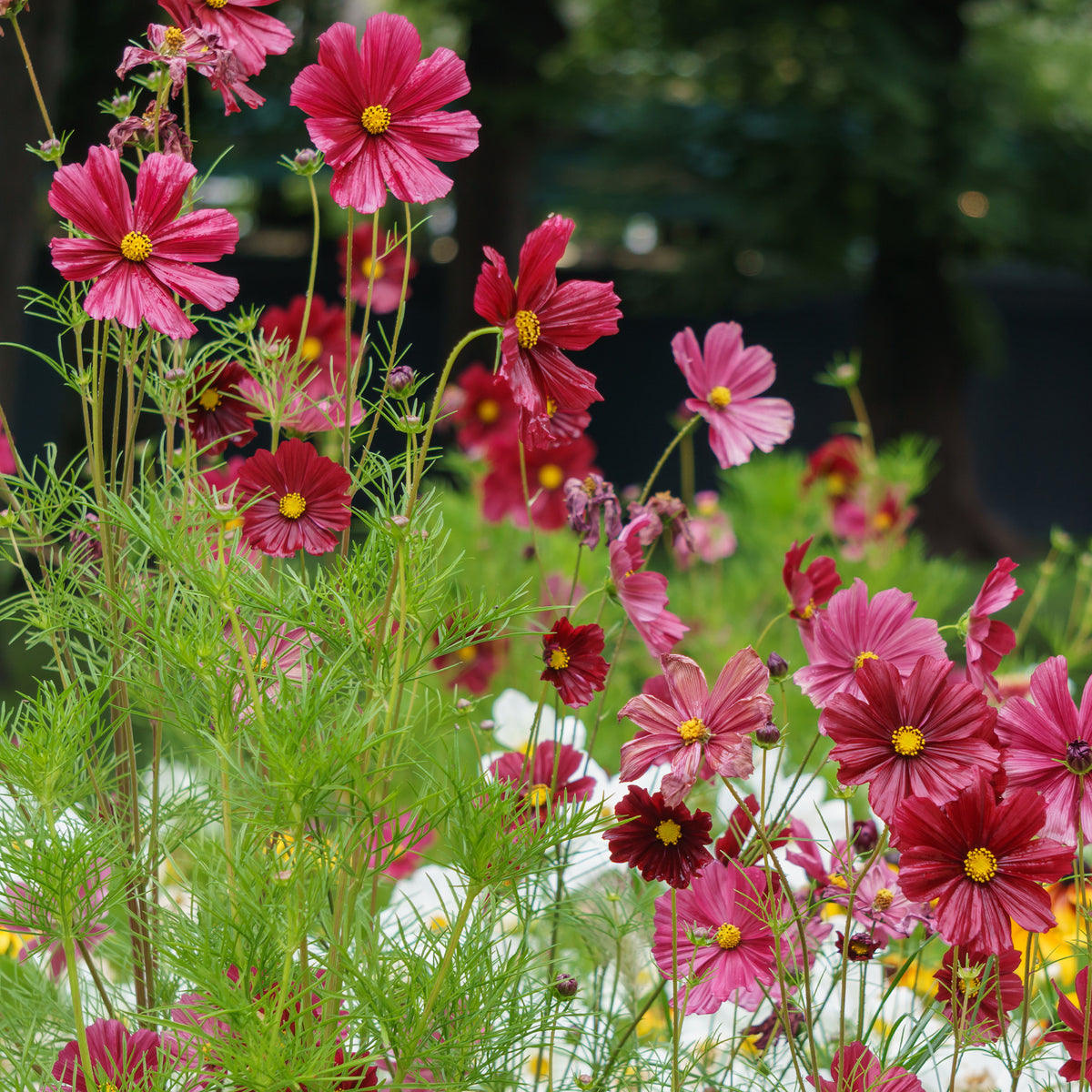 Cosmos rose - Bakker
