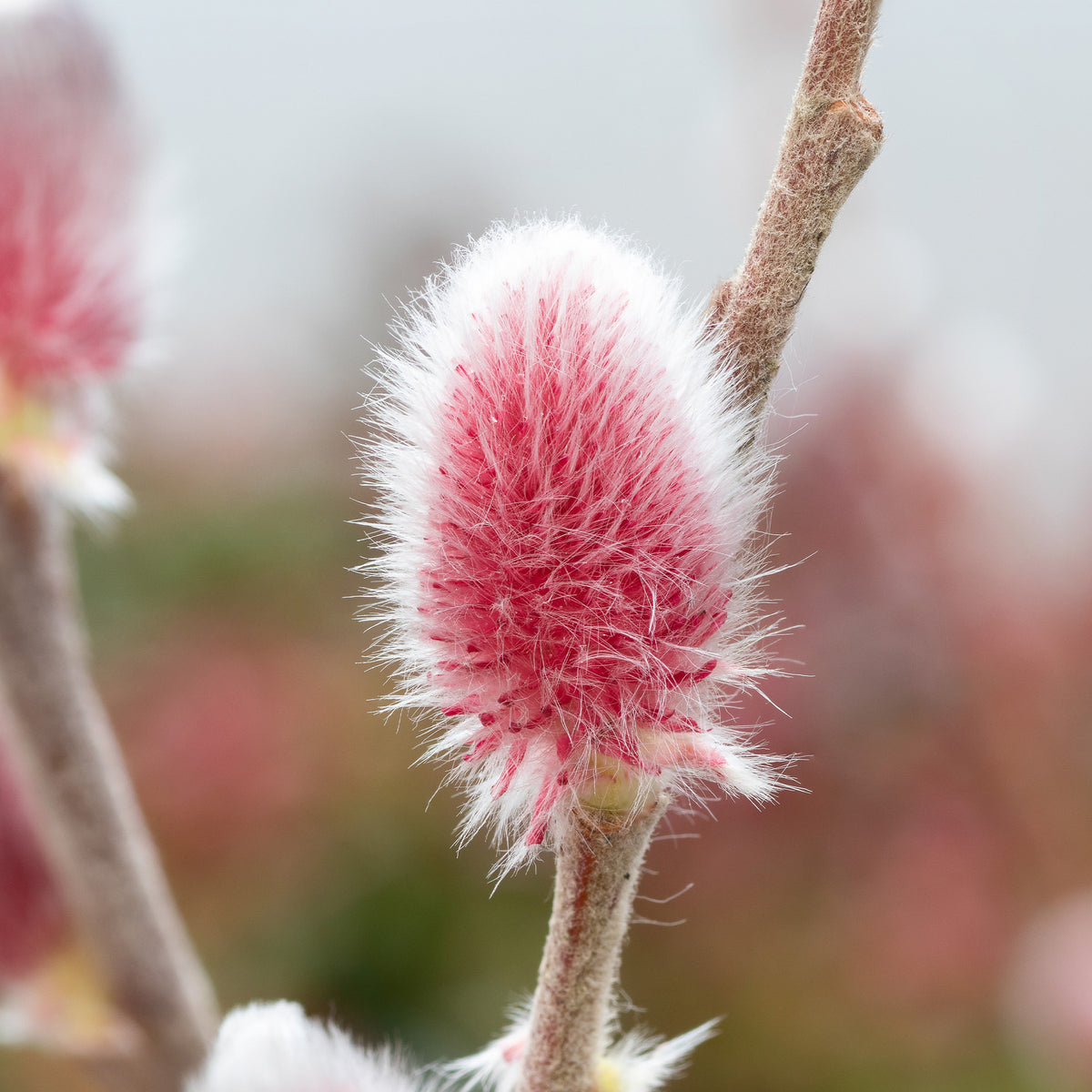 Salix gracilistyla 'mount aso' tige 40 - Saule à chatons roses sur tige - Saule