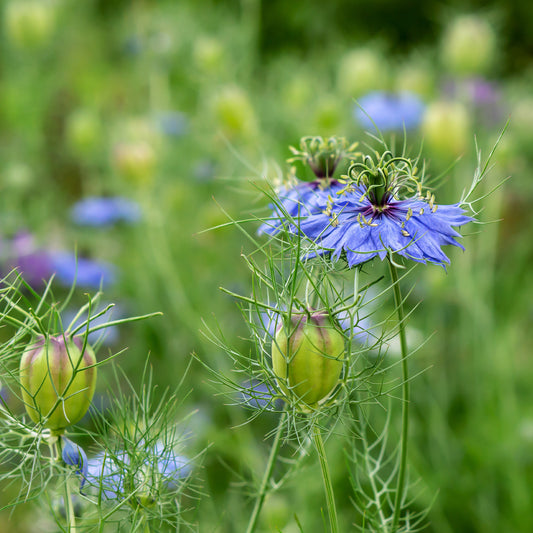 Nigelle d’Espagne 'Midnight' - Bakker