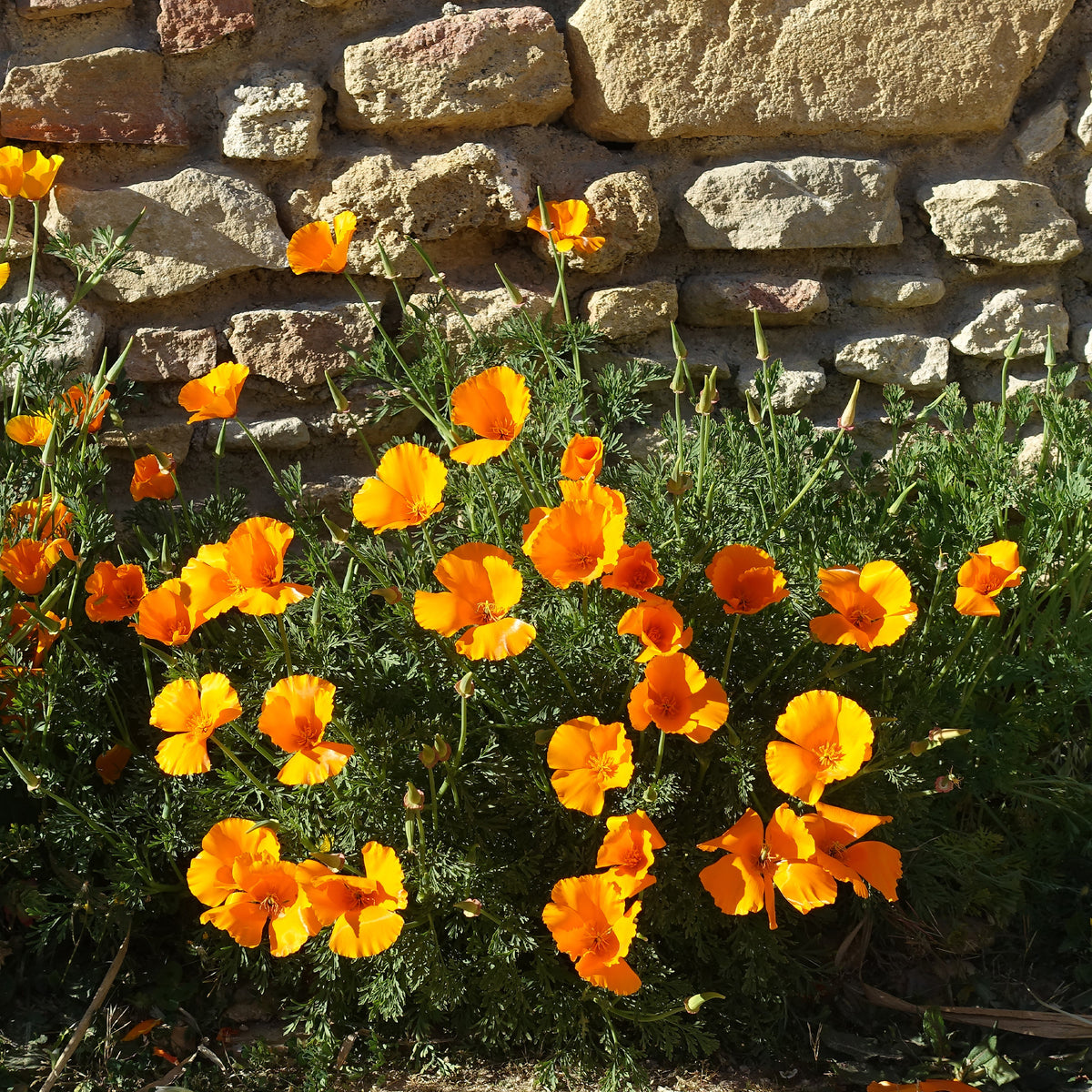 Graines de fleurs comestibles - Pavot de californie 'Aurantiaca' - Eschscholzia californica 'Aurantiaca'
