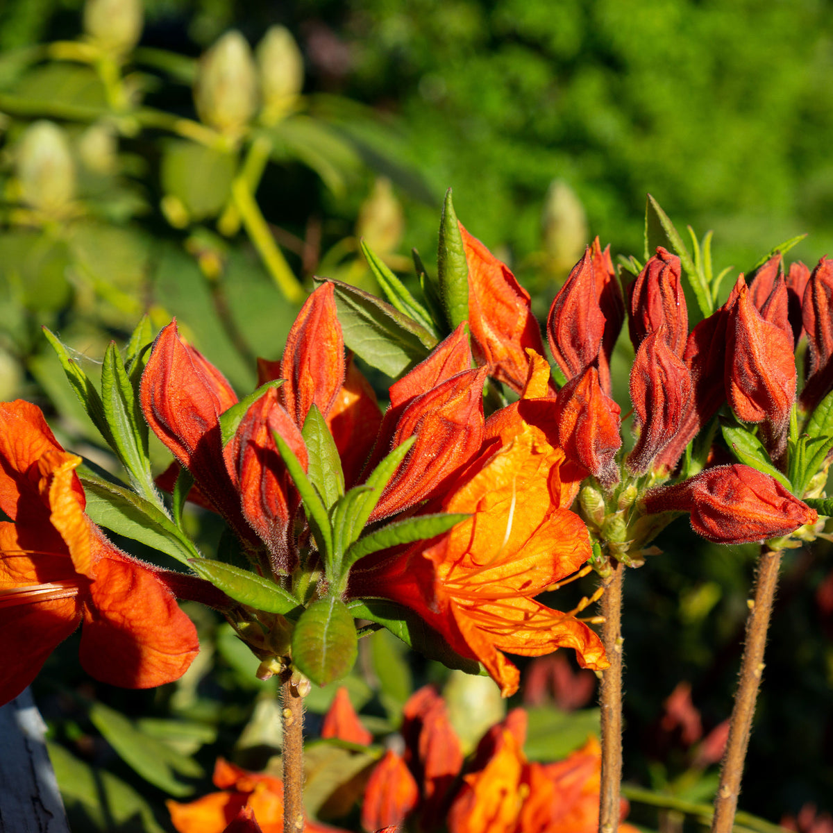 Rhododendron (Azalea) mollis Glowing Embers - Azalée de Chine Glowing Amber - Azalées
