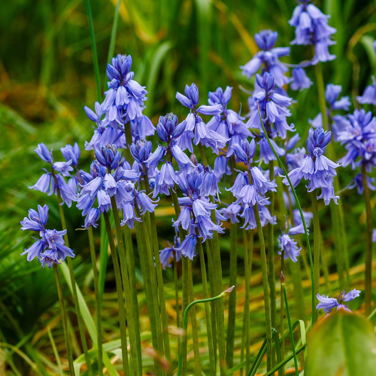 Jacinthe des bois bleue - Scilla campanulata blue - Bakker