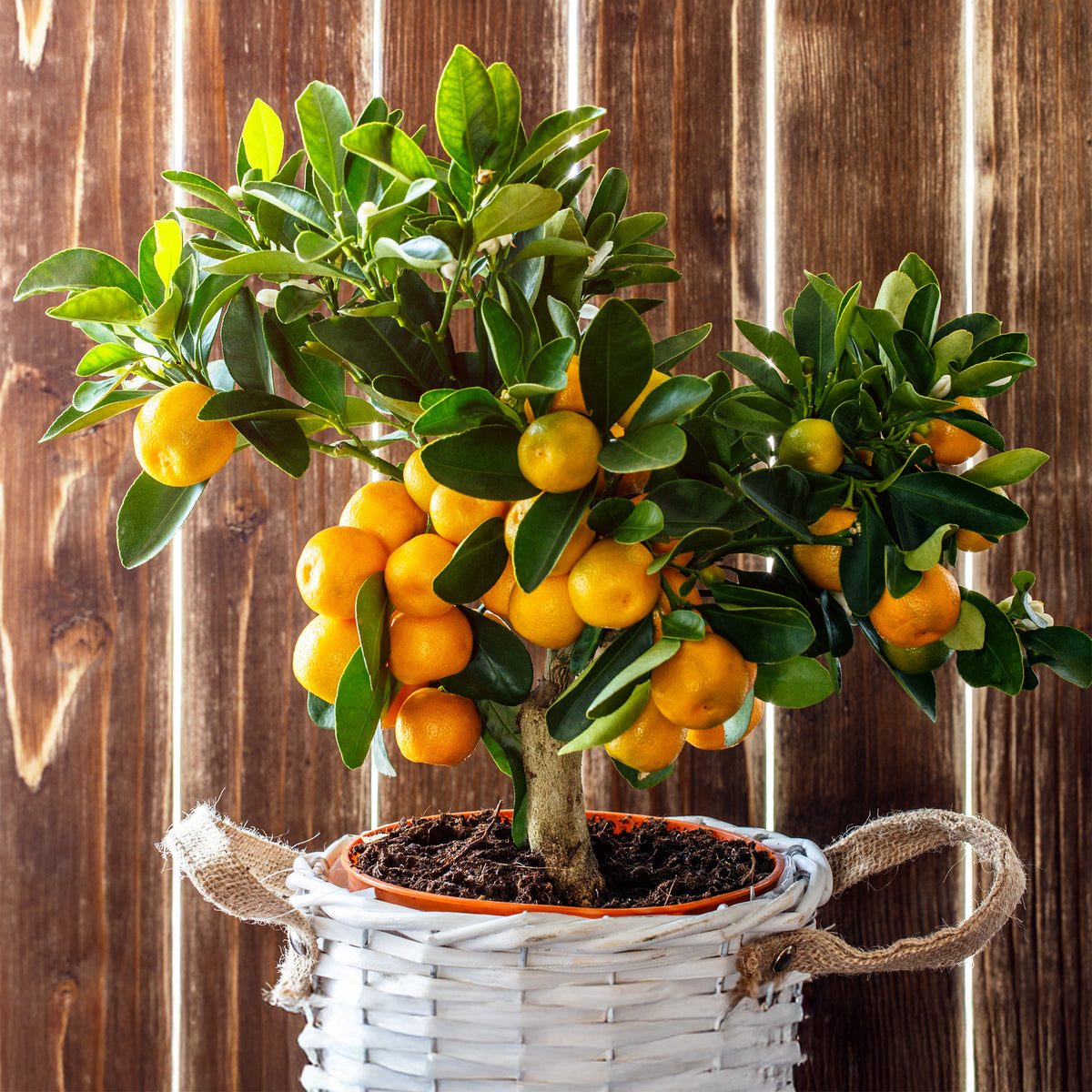 Vente Mandarinier - Citrus reticulata
