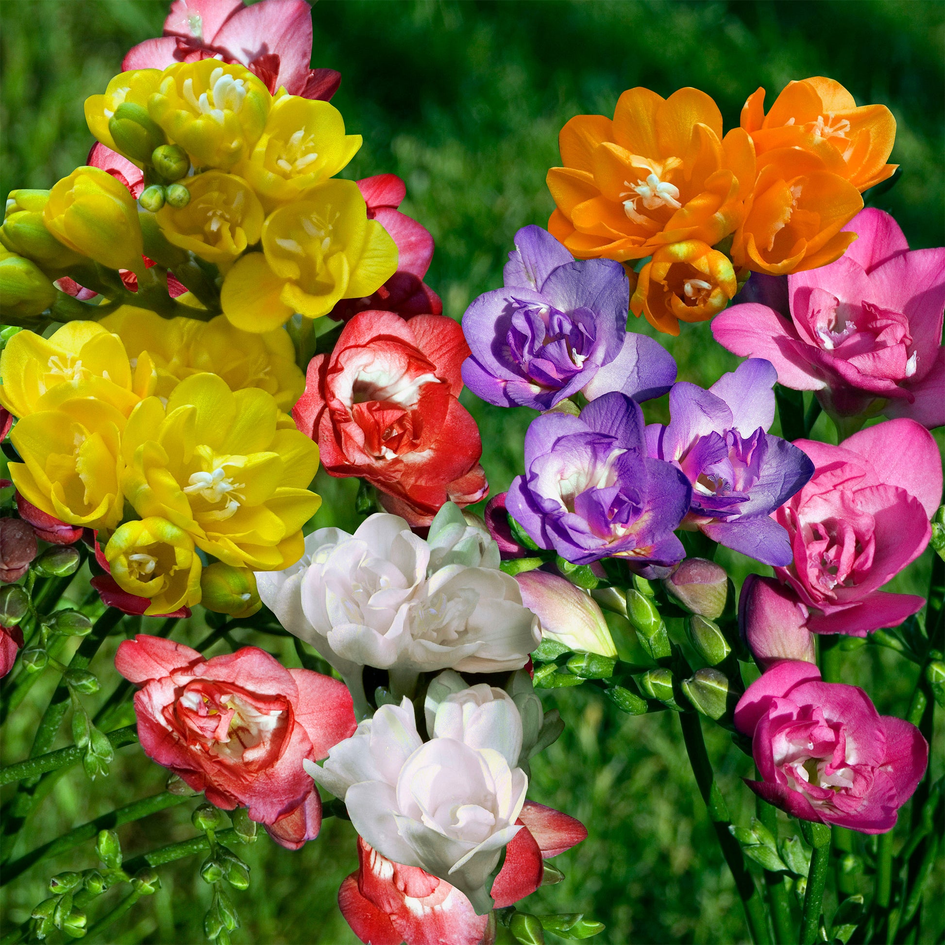 Vente 25 Freesias à fleurs doubles en mélange - Freesia
