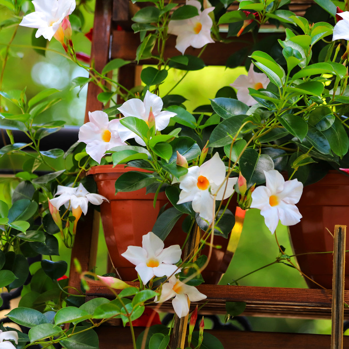 Jasmin du Brésil blanc - Dipladenia - Bakker