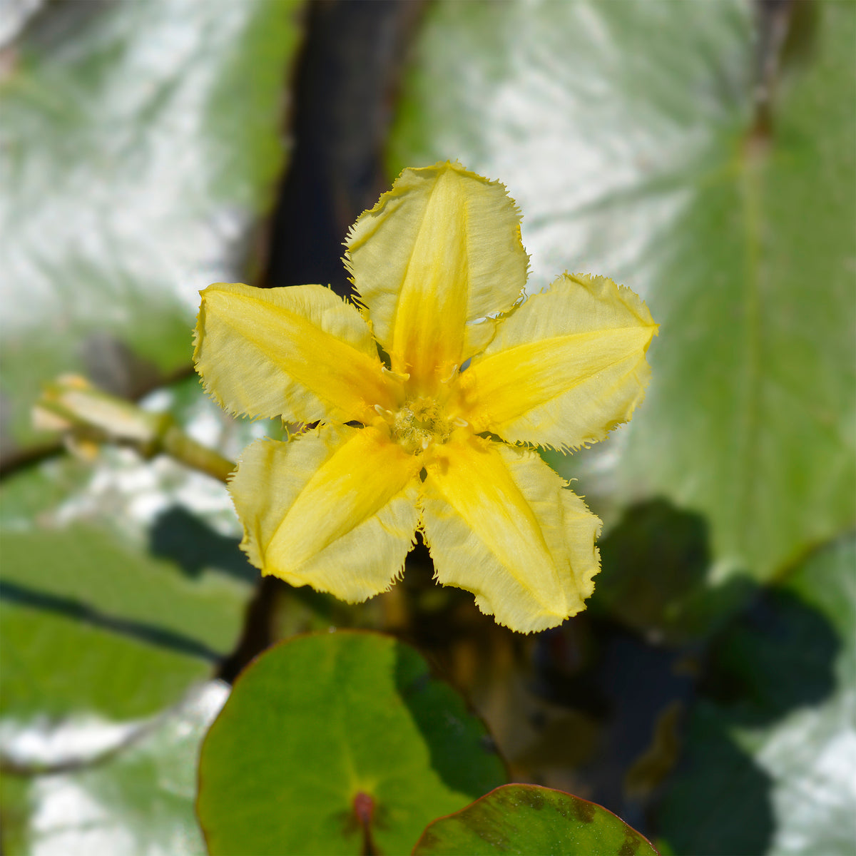 Vente Limnanthème faux-nénuphar - Nymphoides peltata