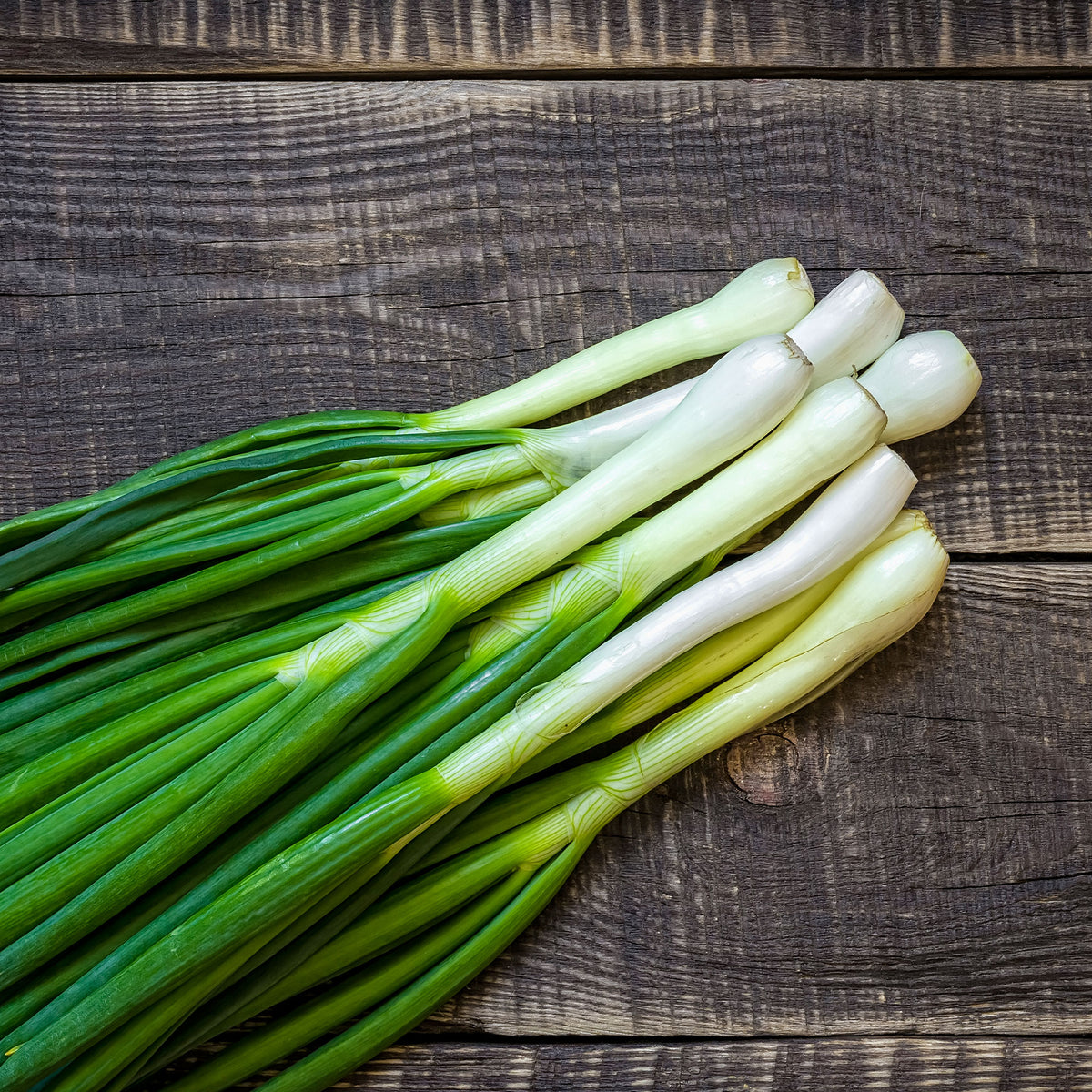 Oignon blanc de Lisbonne - Allium cepa lisboa - Bakker