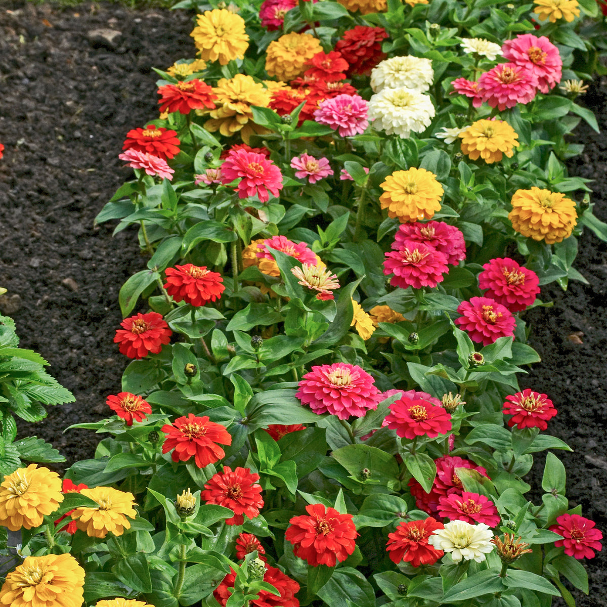 Zinnia elegans - Zinnia à fleurs de dahlia en mélange - Graines de fleurs annuelles