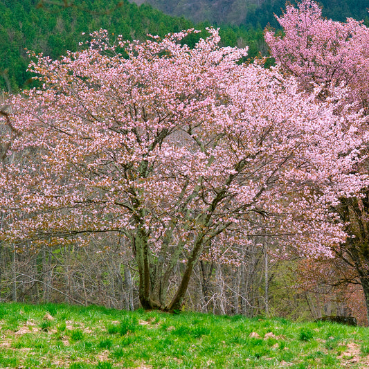 Cerisier de Sargent - Bakker