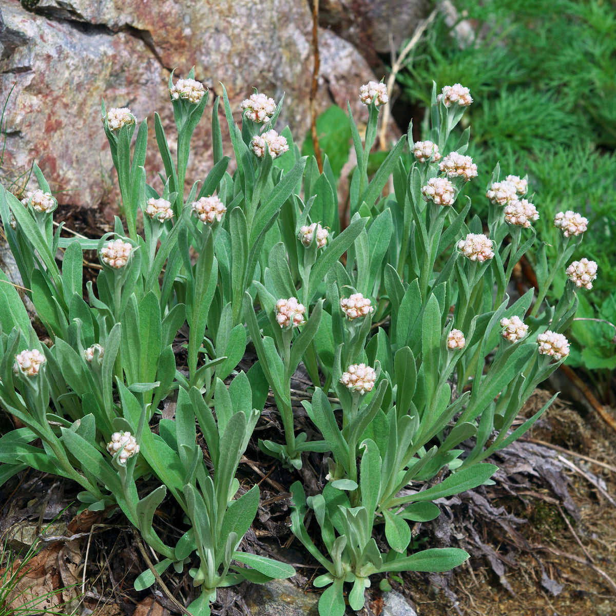 Bouton d'argent des Alpes - Anaphalis alpicola - Bakker