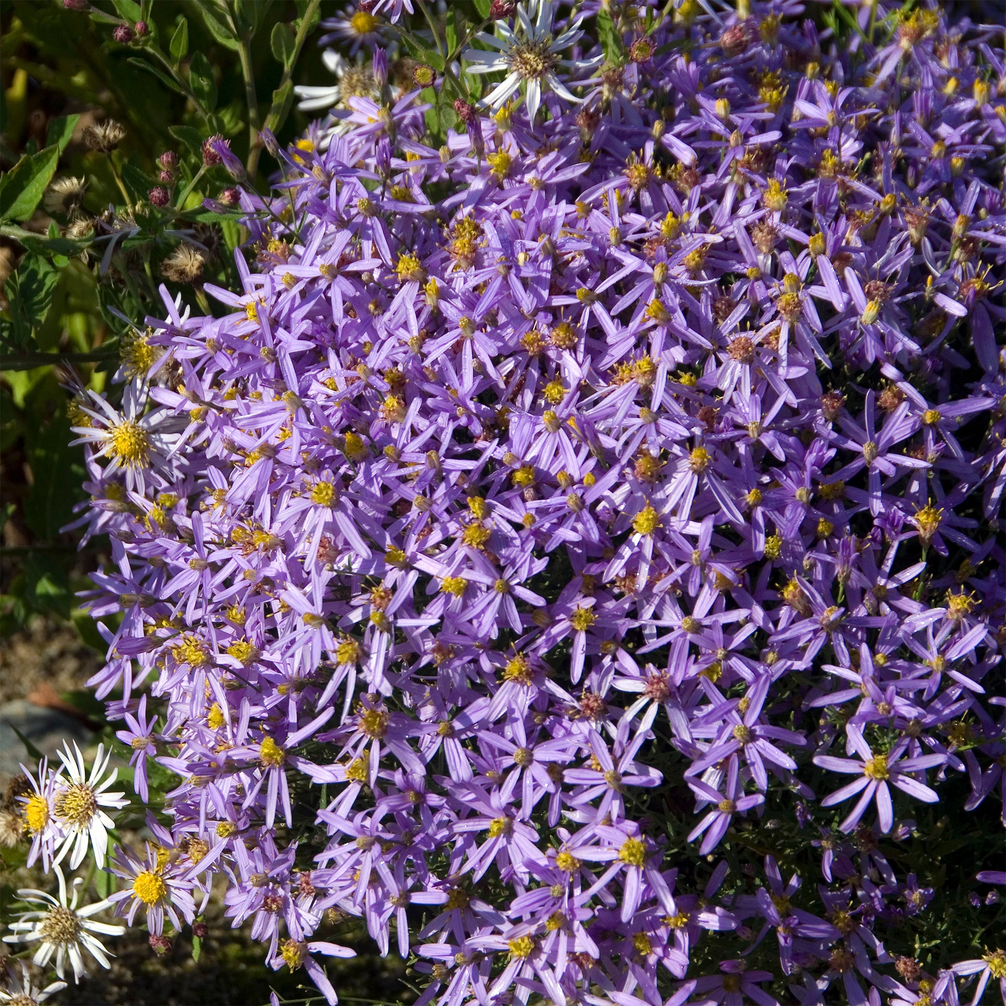 Aster Nain Feuilles De Sedum Bakker aster-nain-feuilles-de-sedum-bakker