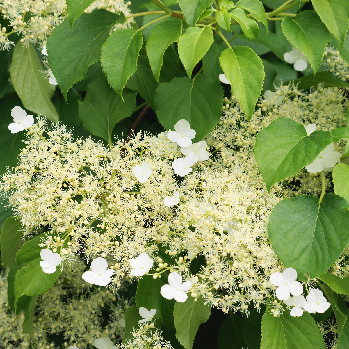 Hortensia grimpant
