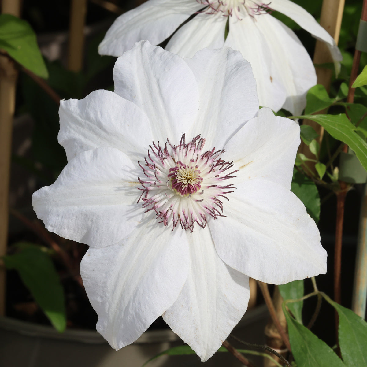 Clématite 'Miss Bateman'