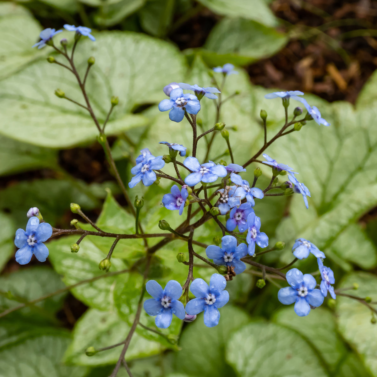 Brunnera macrophylla jack frost - Myosotis du Caucase 'Jack Frost' - Myosotis