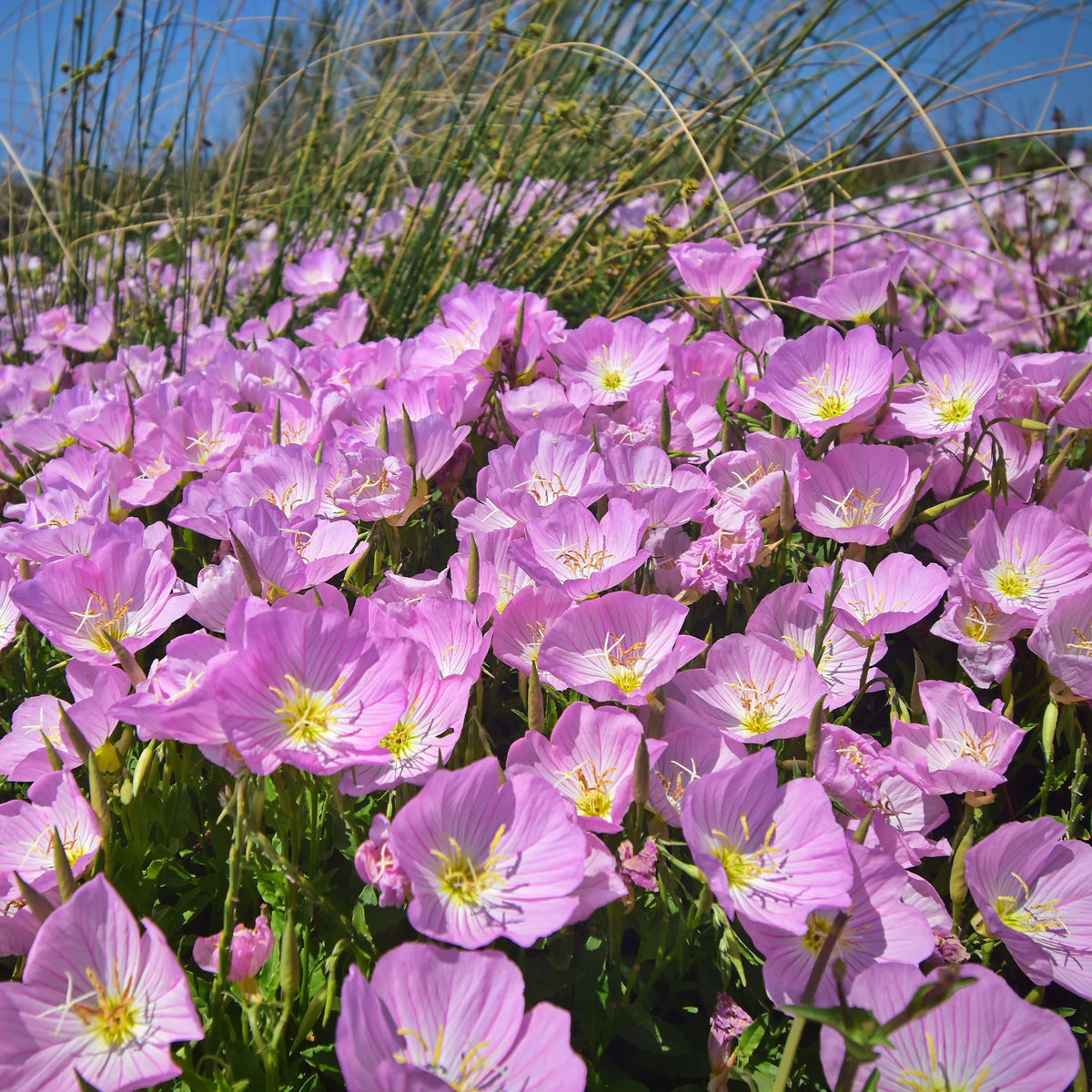 Plantes vivaces - 2 Oenothères roses Siskiyou Pink - Oenothera speciosa Siskiyou Pink