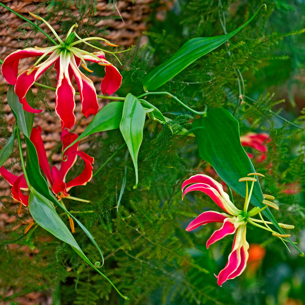 Gloriosa superba 'rothschildiana' - 2 Gloriosas Rothschildiana - Bulbes d'été