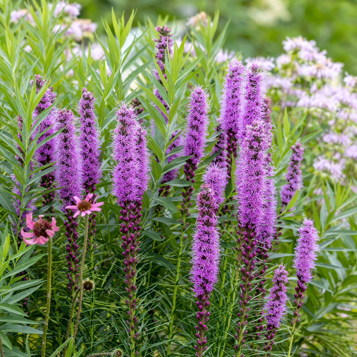 Massif de bulbes naturel - 25 Plumes du Kansas - Liatris spicata