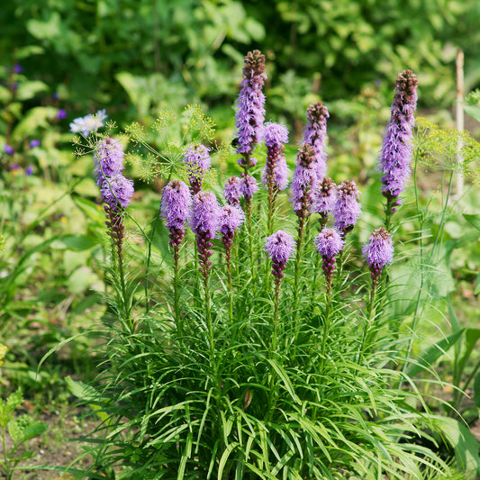 25 Plumes du Kansas - Bakker