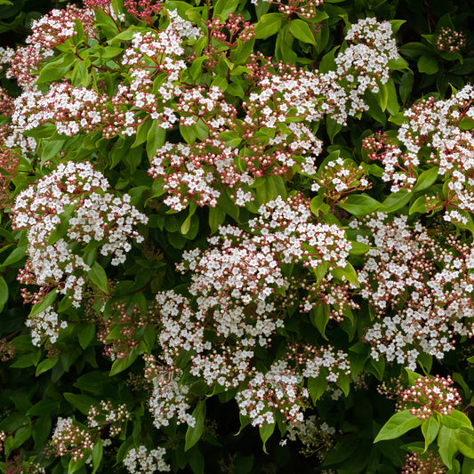 Boule de neige 'Gwenllian' - Bakker