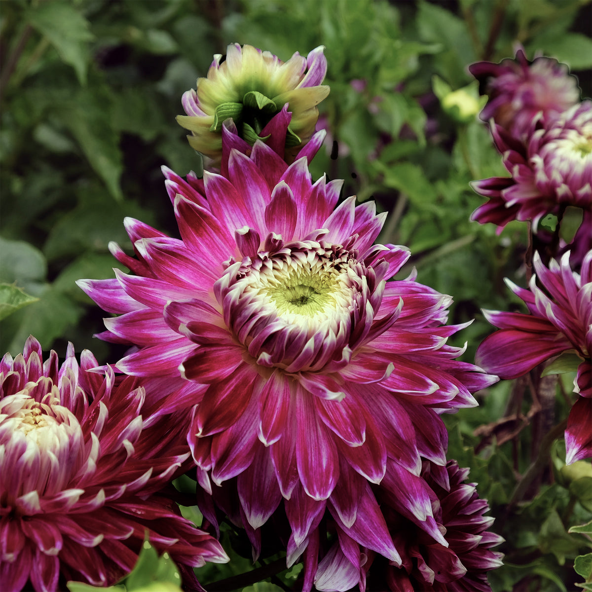 Dahlia 'vancouver' - 3 Dahlias à grandes fleurs Vancouver - Bulbes de Dahlia