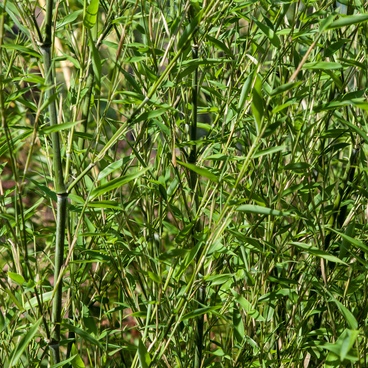 Phyllostachys bissetii - Bambou traçant à chaumes verts - Bambou