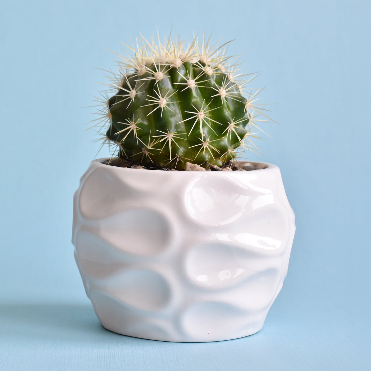 Coussin de belle-mère - Cactus Echinocactus grusonii - Bakker