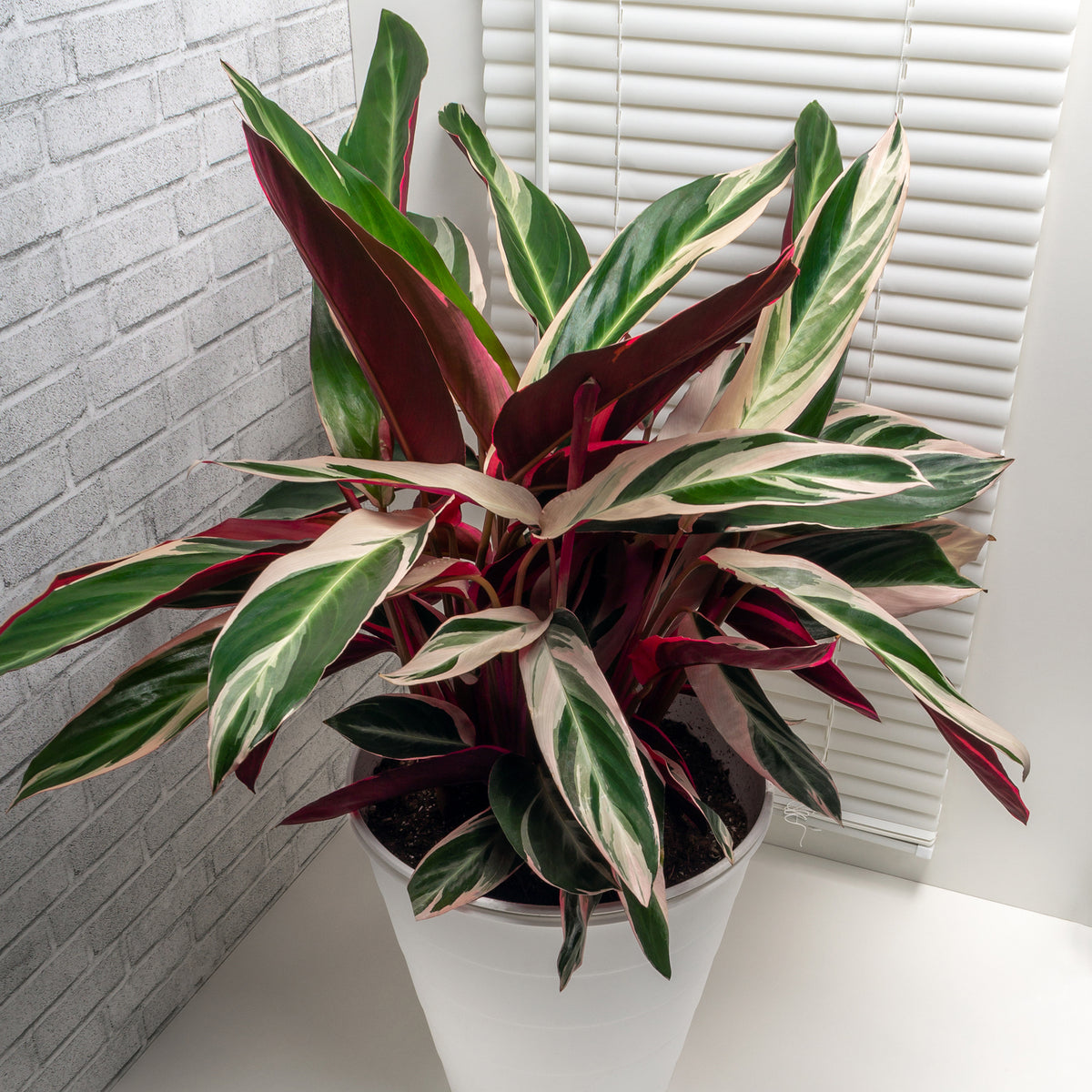 Calathea Stromanthe 'Triostar'