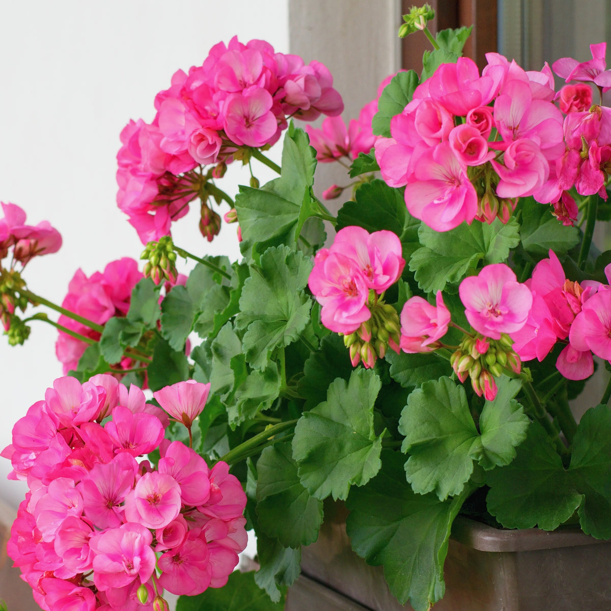 Géranium zonale rose - Bakker