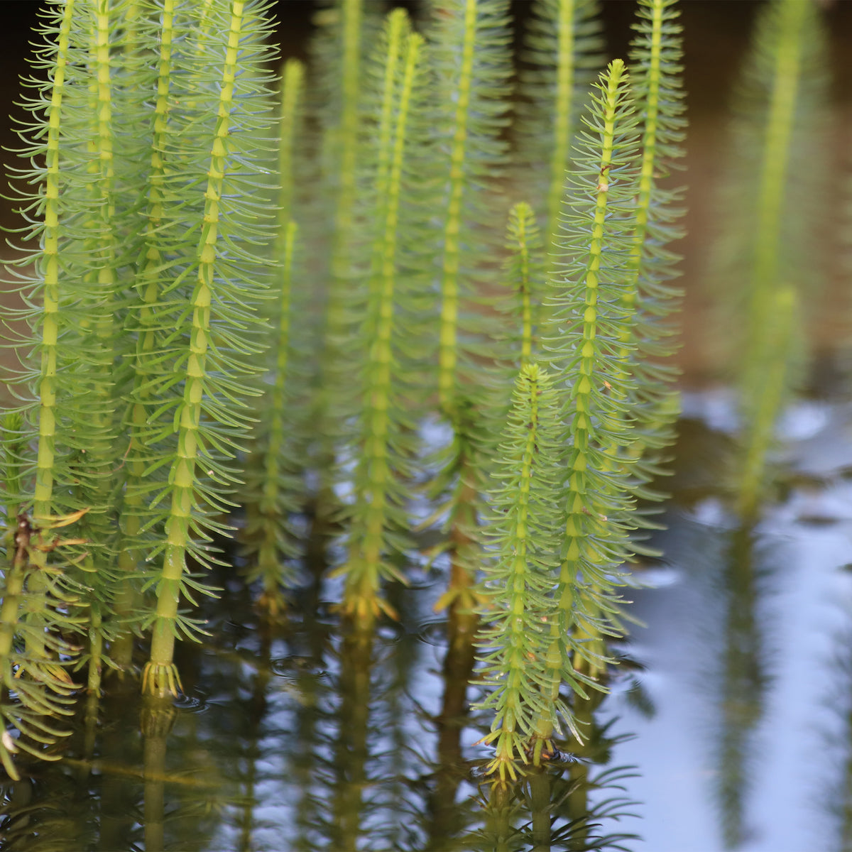 Toutes les plantes de bassin - Pesse d'eau - Hippuris vulgaris