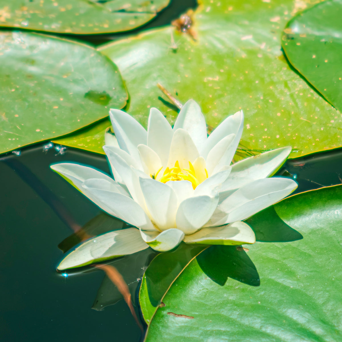 Nénuphar 'Marliacea Albida'