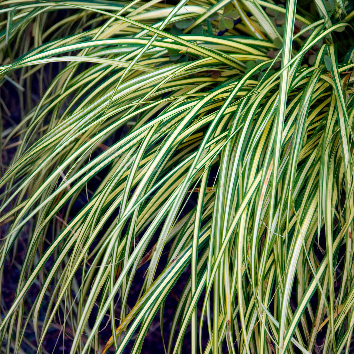 Laîche d'Oshima 'Evergold'