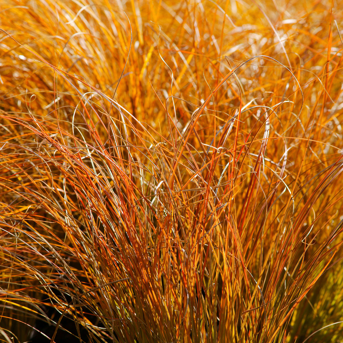 Laîche orange 'Prairie Fire' - Carex testacea prairie fire - Bakker
